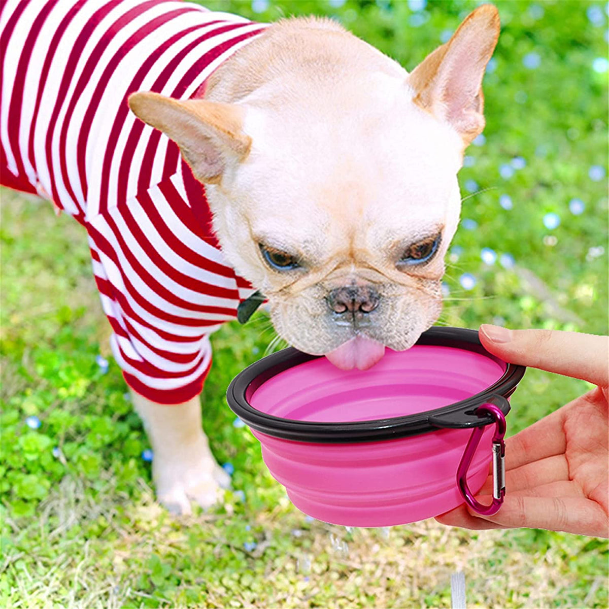 5" Portable and Foldable Small Dog Bowl-Purple set of 5