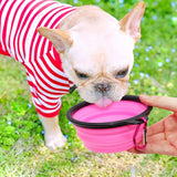5" Portable and Foldable Small Dog Bowl-Pink set of 5